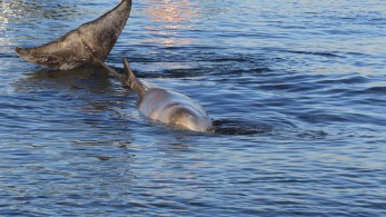 «Εκπληξη» στα αποτελέσματα νεκροψίας της φάλαινας