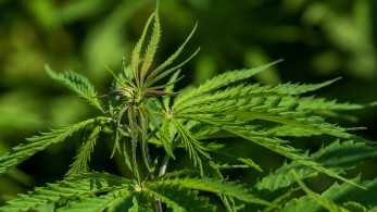 Κάνναβη εναντίον κορωνοϊού-Απρόσμενα θετικά ευρήματα μελετών