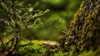 Περίπου 73.300 είδη δέντρων στη Γη-Αλλά τα 9.200 δεν έχουν ακόμη ανακαλυφθεί