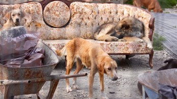 Σπάρτη: Συνελήφθη ο αντιδήμαρχος για το καταφύγιο – κολαστήριο