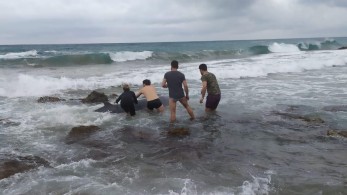 Επιτυχής διάσωση δύο ραμφοφαλαινών στη δυτική ακτογραμμή της Κέρκυρας