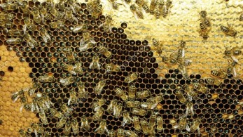 Συγκροτήθηκε η Ομάδα Εργασίας για το Εθνικό Μελισσοκομικό Πρόγραμμα 2021-2022