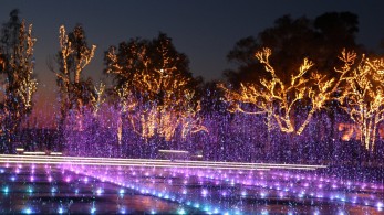 The Ellinikon Experience Park: Τα δέντρα του Χριστουγεννιάτικου Δέντρου βρίσκουν τη νέα τους κατοικία