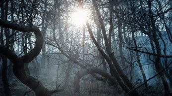 Ενίσχυση των κτηνοτρόφων της Βόρειας Εύβοιας-Τριαντόπουλος: Στηρίζουμε τους πληγέντες