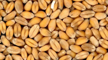 Πέντε πλοία γεμάτα με σιτάρι “εξαφανίστηκαν” από ουκρανικό λιμάνι