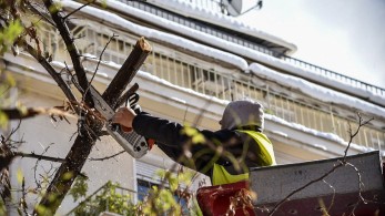 Δήμος Αθηναίων: Φροντίζουμε τα 140.000 δέντρα με γνώση και σεβασμό