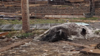 Εισβολή στην Ουκρανία: Φρίκη σε ζωολογικό κήπο