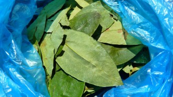 Περού: Η κυβέρνηση θα αγοράσει όλη την παραγωγή φύλλων κόκας