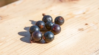 Δημοσιεύτηκε στο ΦΕΚ η ΚΥΑ για την ενίσχυση των παραγωγών κορινθιακής  σταφίδας