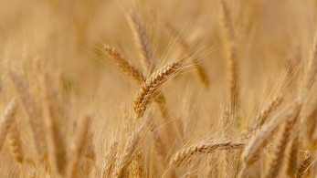 Ανησυχία για την παγκόσμια επισιτιστική κρίση