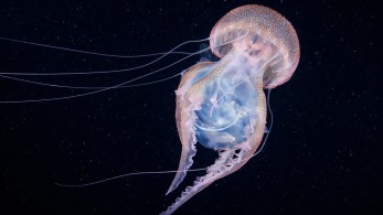 Συναγερμός για τις μωβ μέδουσες: Τι πρέπει να γνωρίζετε