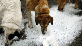 Συνελήφθη 60χρονη γιατί είχε 16 σκυλιά σε άθλιες συνθήκες στο διαμέρισμά της