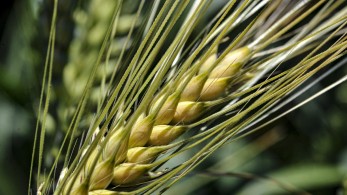 Ουκρανία: Σχέδιο για εξαγωγή σιτηρών στη Βόρεια Αμερική από τη Ζαπορίζια