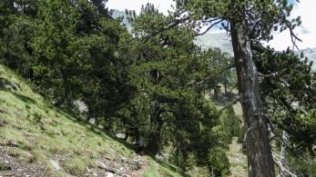 Διάσωσης τραυματία ορειβάτη στις Σέρρες