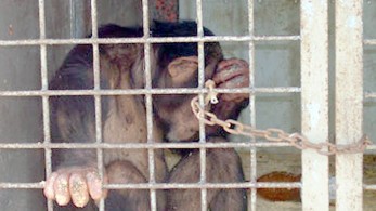 Συγκέντρωση διαμαρτυρίας και παρέμβαση Αμυρά για τη θανάτωση του χιμπατζή (Βίντεο)