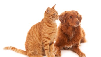 Στέλιος Πέτσας: Κανένα ζώο αδέσποτο, κανένα ζώο κακοποιημένο