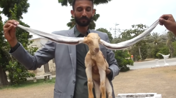 Κατσικάκι με αυτιά μεγαλύτερα από το σώμα του (video)