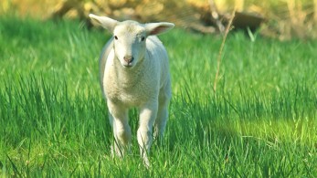 Γεωργαντάς: Ενίσχυση κτηνοτρόφων και αγροτών με 100 εκατ. ευρώ από την ΕΕ