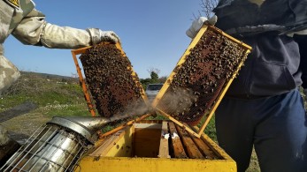 Αυξημένη παραγωγή μελιού περιμένουν φέτος οι μελισσοκόμοι