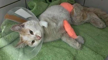 Φρίκη στο Βόλο: Έδεσαν γάτα με σύρμα και την έκοψαν στα δύο