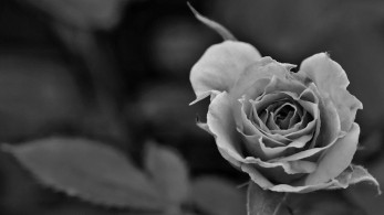 Το τελευταίο αντίο και η αλήθεια για τη Χαρά Τζαναβάρα