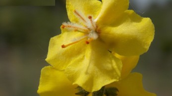 Μοναδικό στον κόσμο κίτρινο λουλούδι φυτρώνει στη λίμνη Δοϊράνης