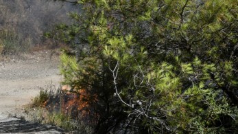 Φωτιά στο Μαρκόπουλο κοντά στο αμαξοστάσιο