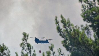 Έβρος: Μάχη για να σωθεί το δάσος της Δαδιάς