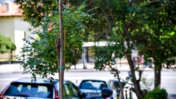 Δήμος Αθηναίων: Περισσότερα από 3.700 δέντρα προστέθηκαν σε 2,5 χρόνια στις γειτονιές