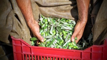 Βιολογικές ελιές και ελαιόλαδο από την Σπάρτη στα αμερικανικά πανεπιστήμια