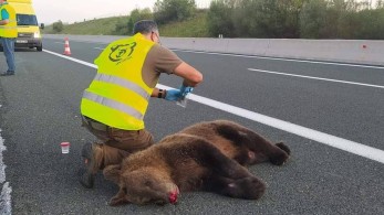 Φλώρινα- Τέσσερις αρκούδες νεκρές μέσα σε ένα μήνα από πυροβολισμούς