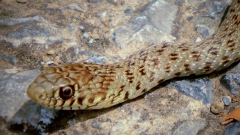 Λάρισα: Τρόμος για οδηγό  – Τον τσίμπησε φίδι ενώ οδηγούσε