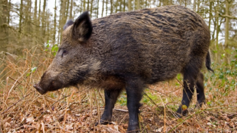 Εύβοια-Σοβαρά προβλήματα δημιουργούν τα αγριογούρουνα στις καλλιέργειες