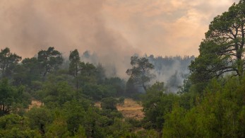 Η επόμενη ημέρα στο Εθνικό Πάρκο Δαδιάς