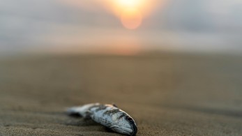 Μαζικός θάνατος ψαριών στον ποταμό Όντερ από άγνωστη τοξική ουσία
