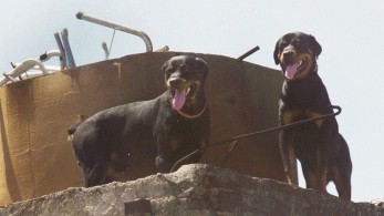 Στην εντατική ο 6χρονος που δάγκωσε ροτβάιλερ