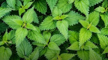 Τσουκνίδα: Μια νέα καλλιέργεια και μια νέα πηγή εναλλακτικής ίνας