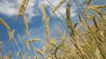 ΟΗΕ: Αποπλέουν τα πρώτα φορτία ουκρανικών σιτηρών