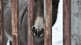 Καθρέφτης του πολιτισμού μας η συμπεριφορά απέναντι στα ζώα