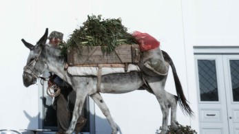 Απάνθρωπη κακοποίηση γαϊδάρου στα Ιωάννινα – Έσερνε το ζώο με το αγροτικό μέσα στο χωριό!