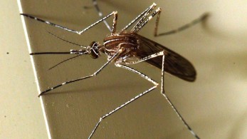 Ιός Δυτικού Νείλου: 254 κρούσματα και 22 θάνατοι – Η ανακοίνωση του ΕΟΔΥ