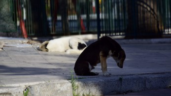 Μεγάλη συναυλία από την λαϊκή ορχήστρα «Μίκης Θεοδωράκης» για τα αδέσποτα ζώα