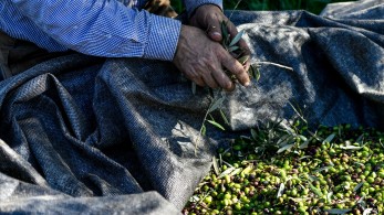 Φθιώτιδα- Εργατικά χέρια ψάχνουν απεγνωσμένα οι ελαιοπαραγωγοί
