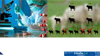 Αναβάλεται η υποβολή αιτήσεων ενίσχυσης Γενετικής Βελτίωσης Ζώων του Ταμείου Ανάκαμψης