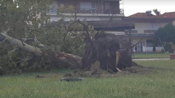 Σέρρες- Δέντρο ξεριζώθηκε από την κακοκαιρία και σκότωσε άντρα στην αυλή του σπιτιού του