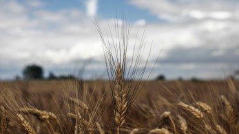 ΥΠΑΑΤ-Κονδύλια 230 εκατ. ευρώ για την αναβάθμιση των γεωκτηνοτροφικών εκμεταλλεύσεων