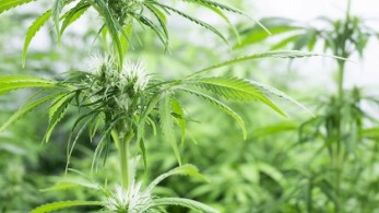 «Λαβράκι» από την ΕΛ.ΑΣ – Κατασχέθηκαν πάνω από 200 κιλά ινδικής κάνναβης