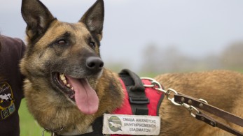 Ο Κούκι, ο πρώτος σκύλος ανιχνευτής δηλητηριασμένων δολωμάτων βγήκε στη «σύνταξη»