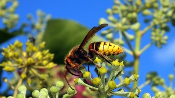Κρήτη: Σμήνος από σφήκες επιτέθηκε σε καθηγητή-Νοσηλεύεται με πολλαπλά τσιμπήματα