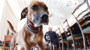 Και ο Peanut στο υπουργικό συμβούλιο – Εκλεψε πάλι την παράσταση στο Μαξίμου